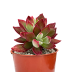 Echeveria pulvinata 'Devotion'