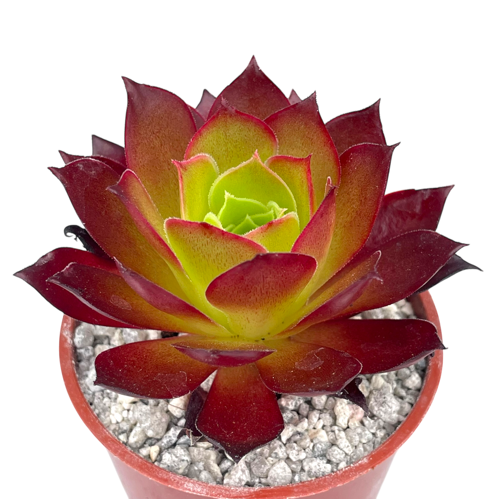 Aeonium 'Phoenix Flame'