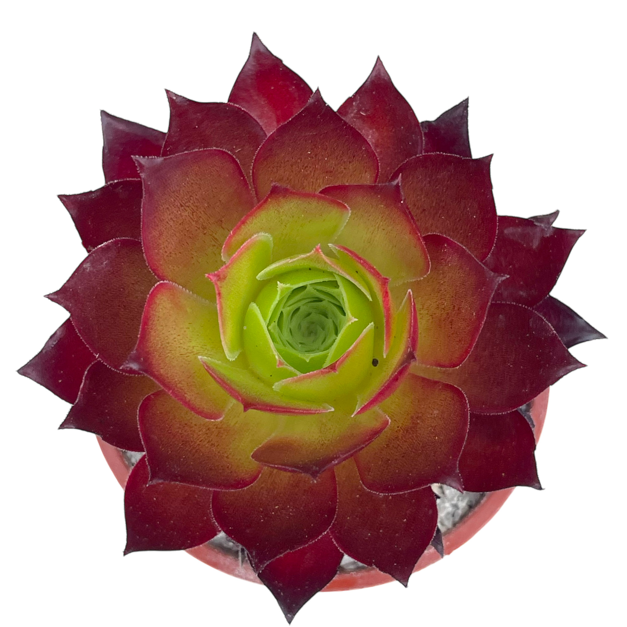 Aeonium 'Phoenix Flame'