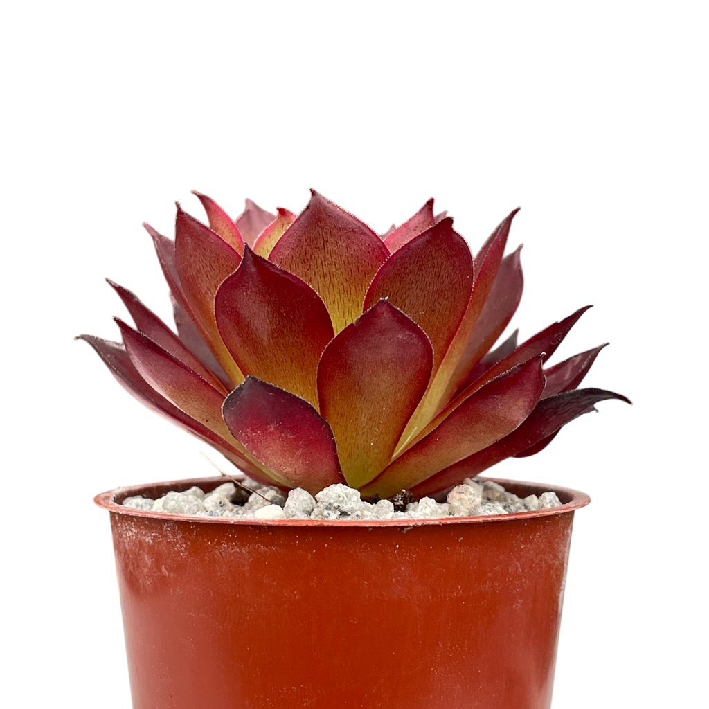 Aeonium 'Phoenix Flame'