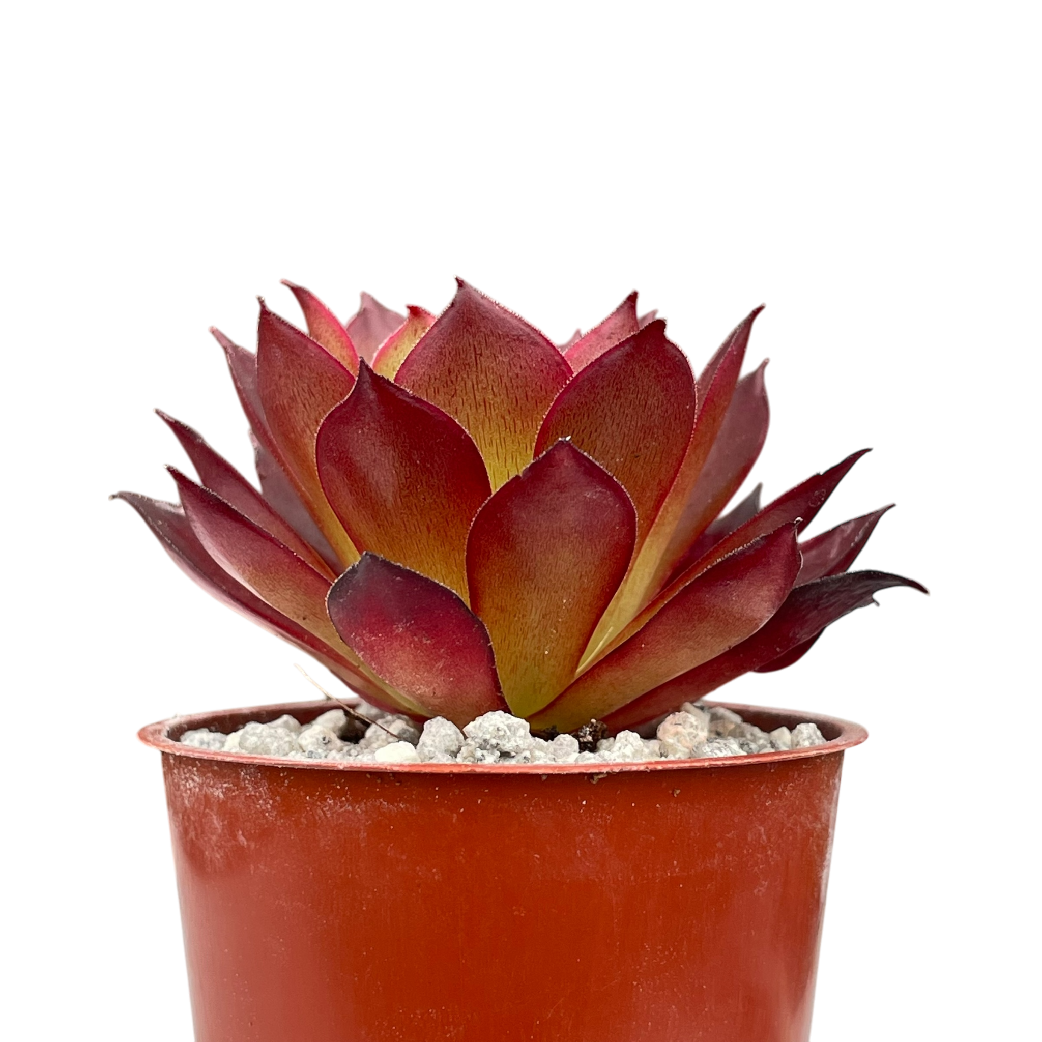 Aeonium 'Phoenix Flame'