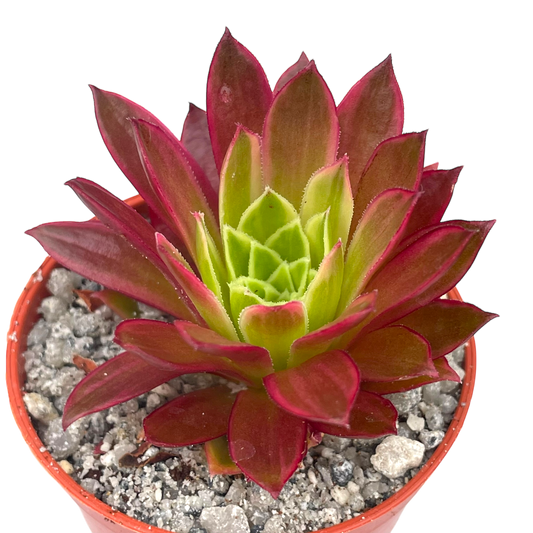 Aeonium 'Phoenix Flame' variegata
