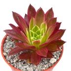 Aeonium 'Phoenix Flame' variegata