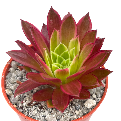 Aeonium 'Phoenix Flame Variegata'