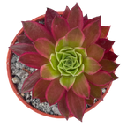 Aeonium 'Phoenix Flame' variegata