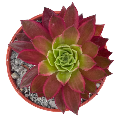 Aeonium 'Phoenix Flame Variegata'