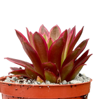 Aeonium 'Phoenix Flame' variegata