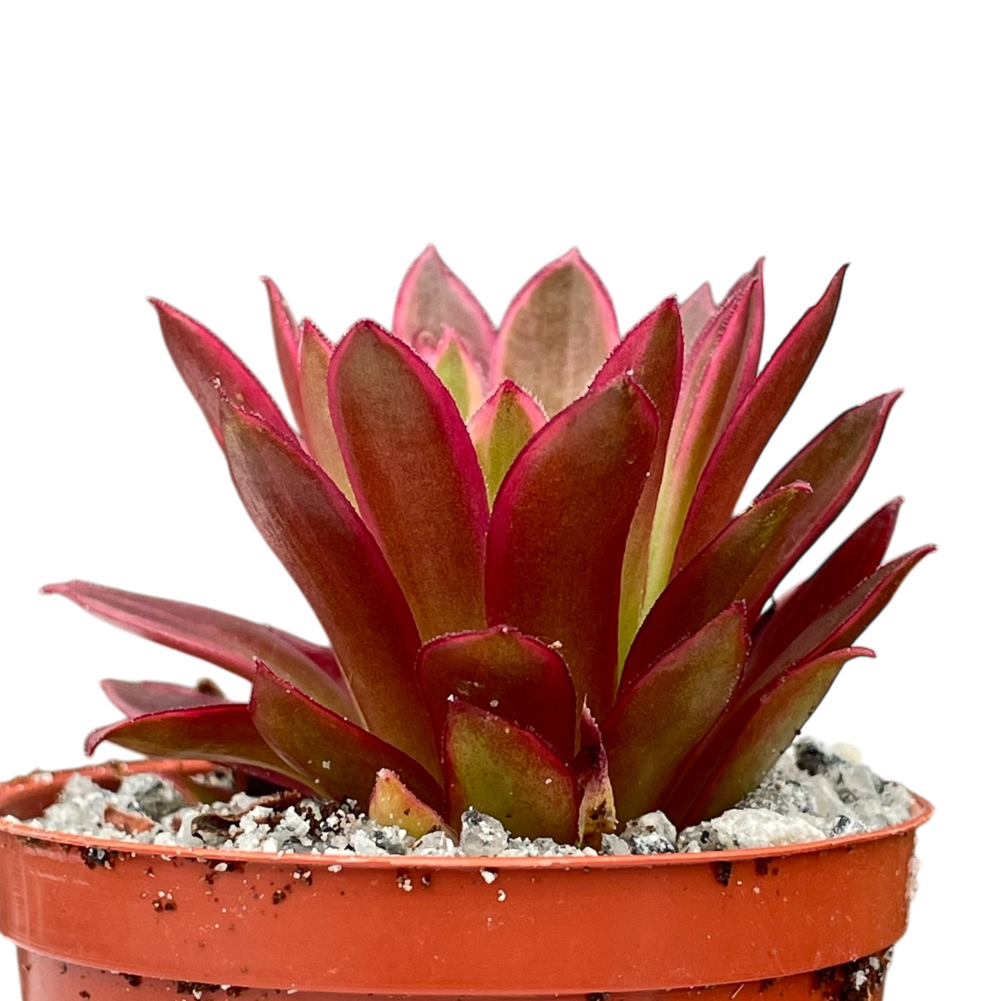 Aeonium 'Phoenix Flame' variegata