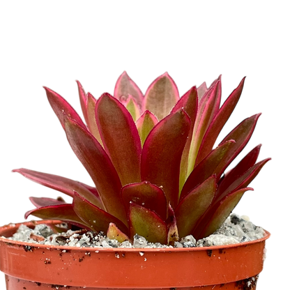 Aeonium 'Phoenix Flame Variegata'