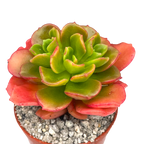 Echeveria multicaulis