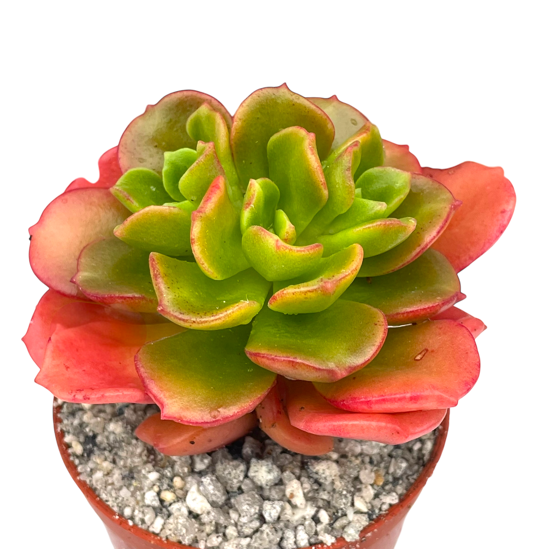 copper rose succulent Echeveria multicaulis – Surreal Succulents