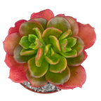 Echeveria multicaulis