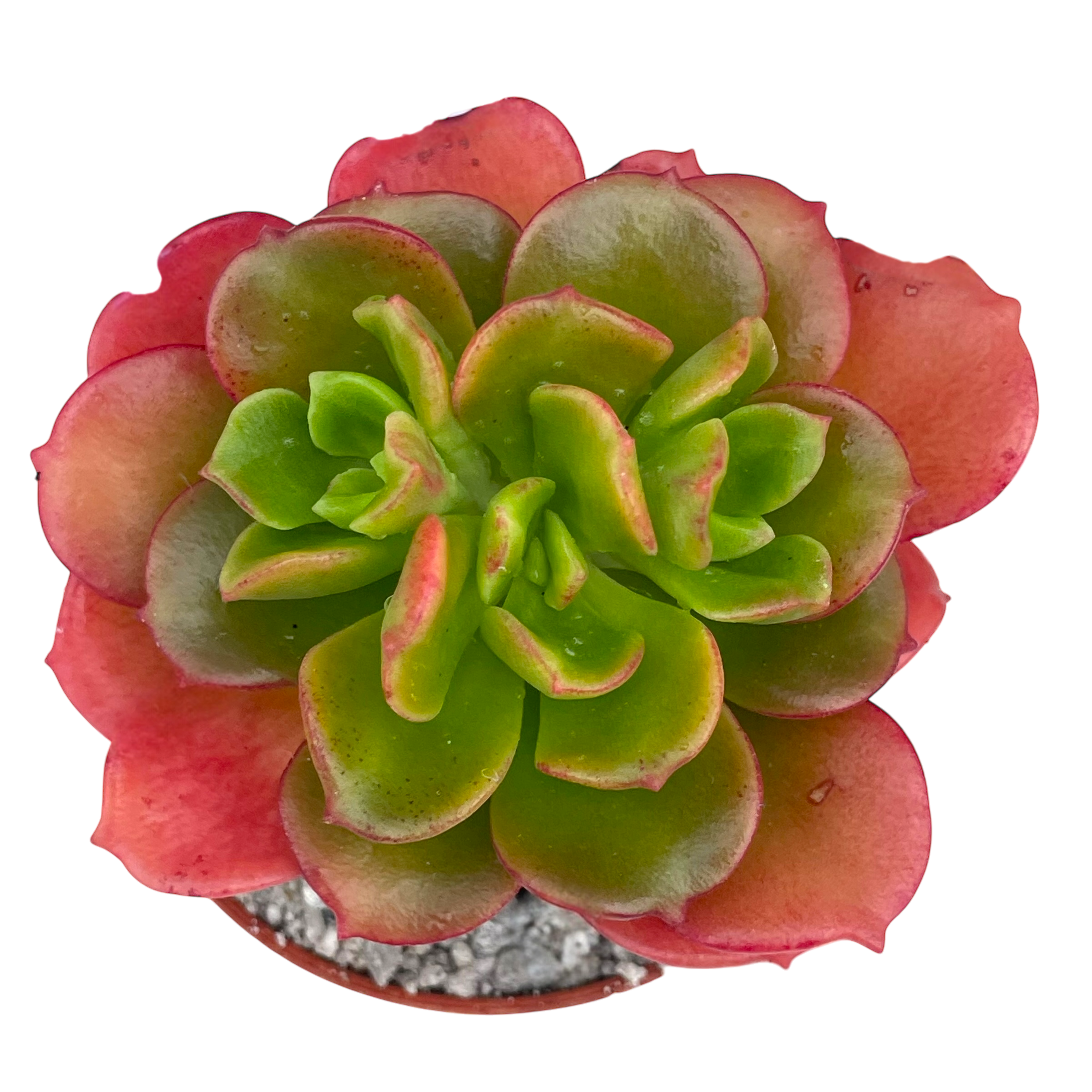 Echeveria multicaulis