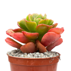 Echeveria multicaulis