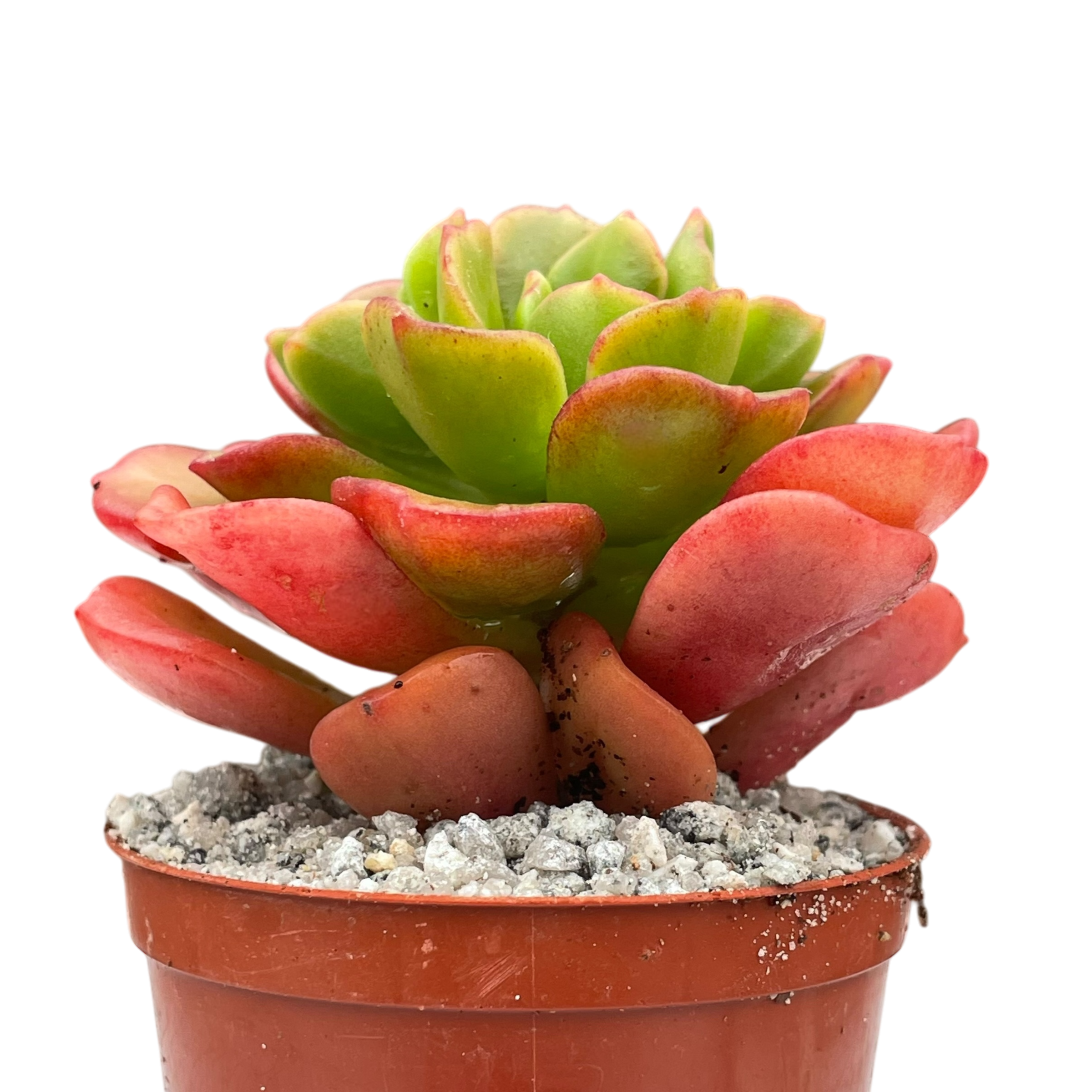 Echeveria multicaulis