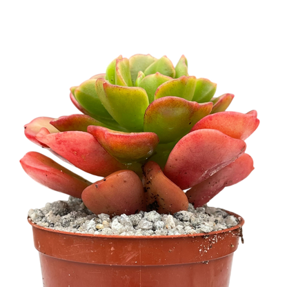 Echeveria multicaulis