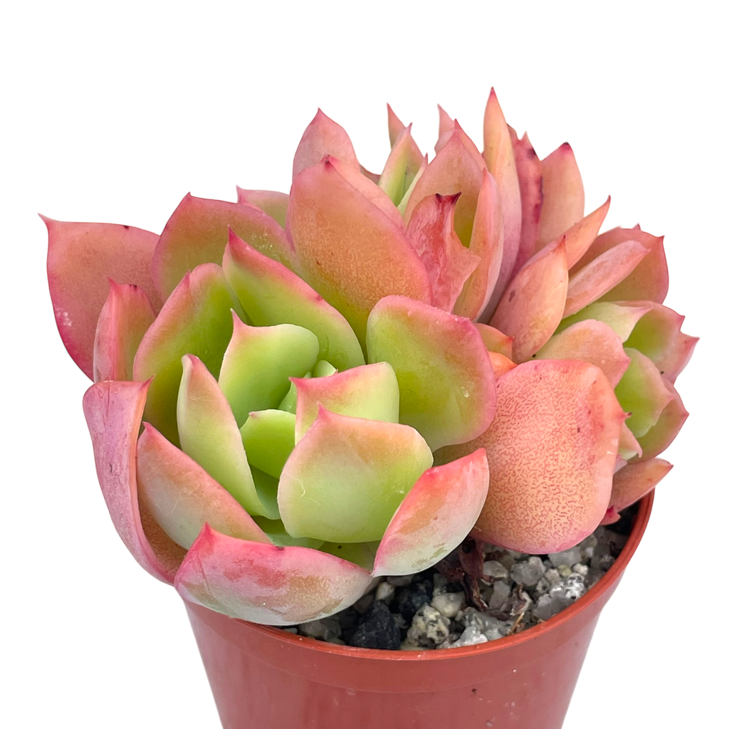 Echeveria 'Luella'
