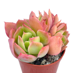 Echeveria 'Luella'