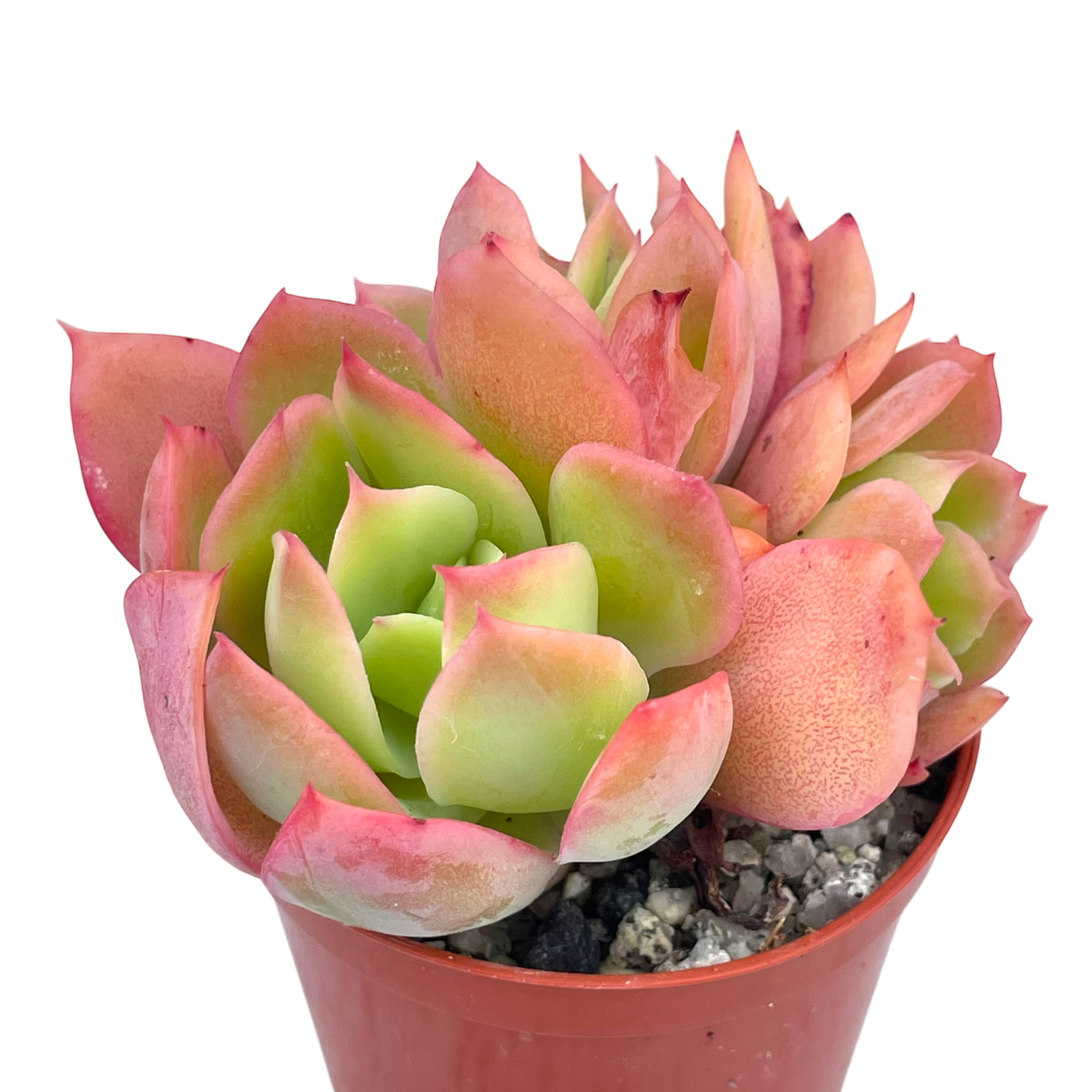 Echeveria 'Luella'