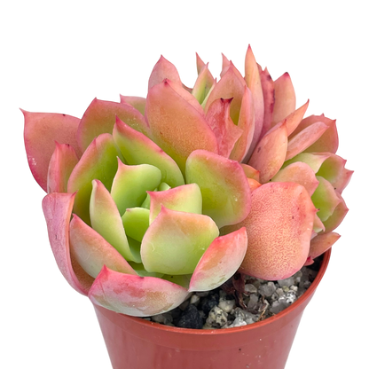 Echeveria 'Luella'