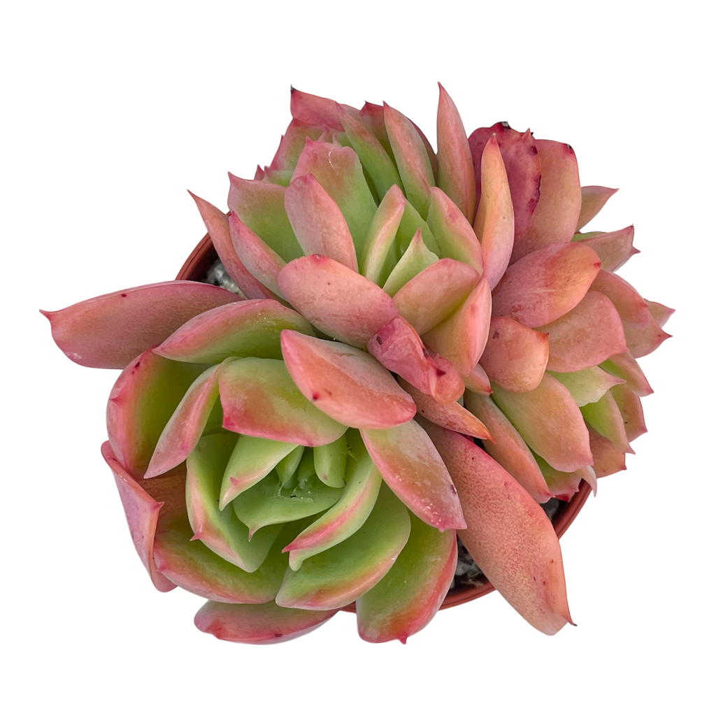 Echeveria 'Luella'
