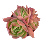 Echeveria 'Luella'