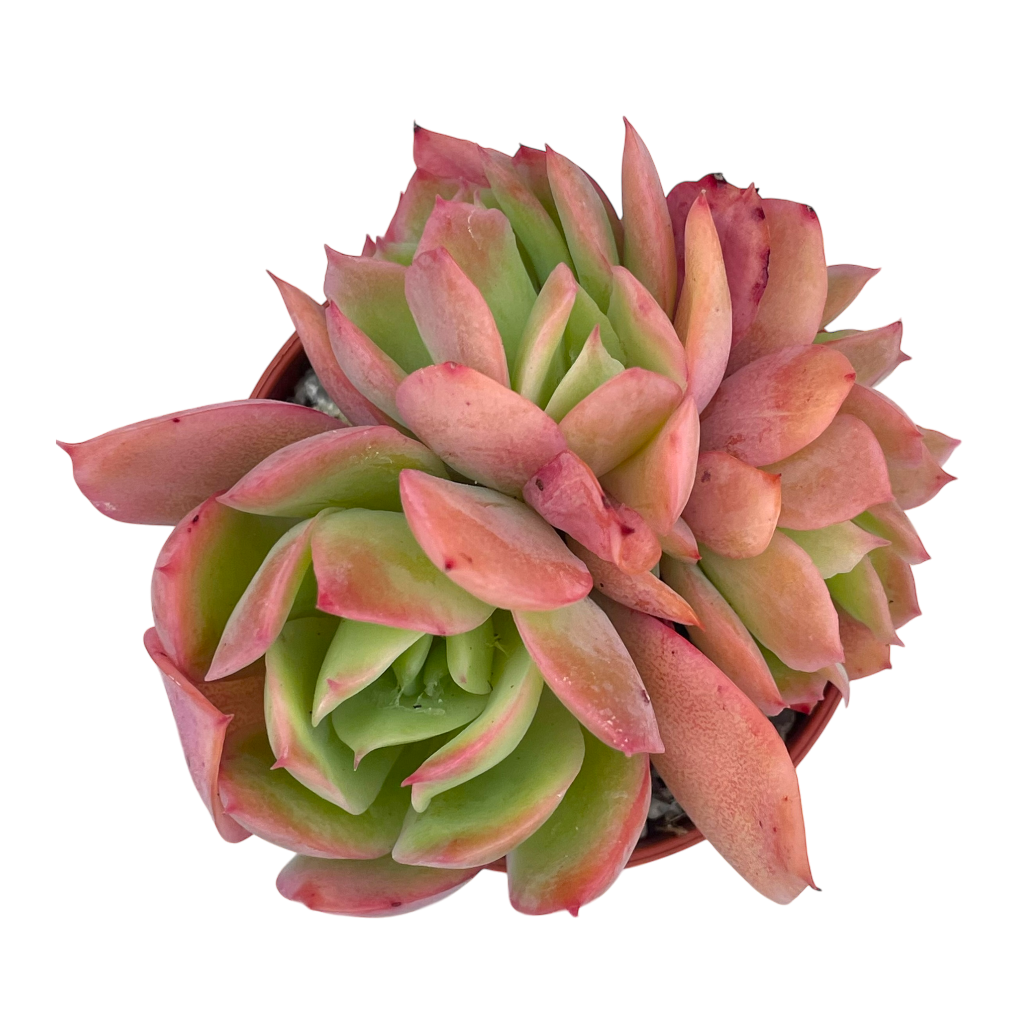 Echeveria 'Luella'