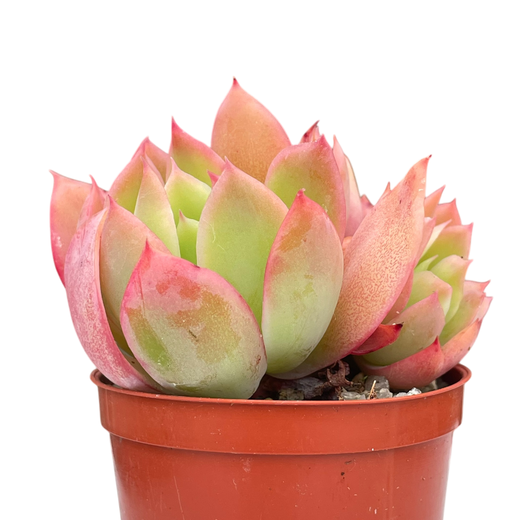 Echeveria 'Luella'