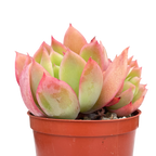 Echeveria 'Luella'