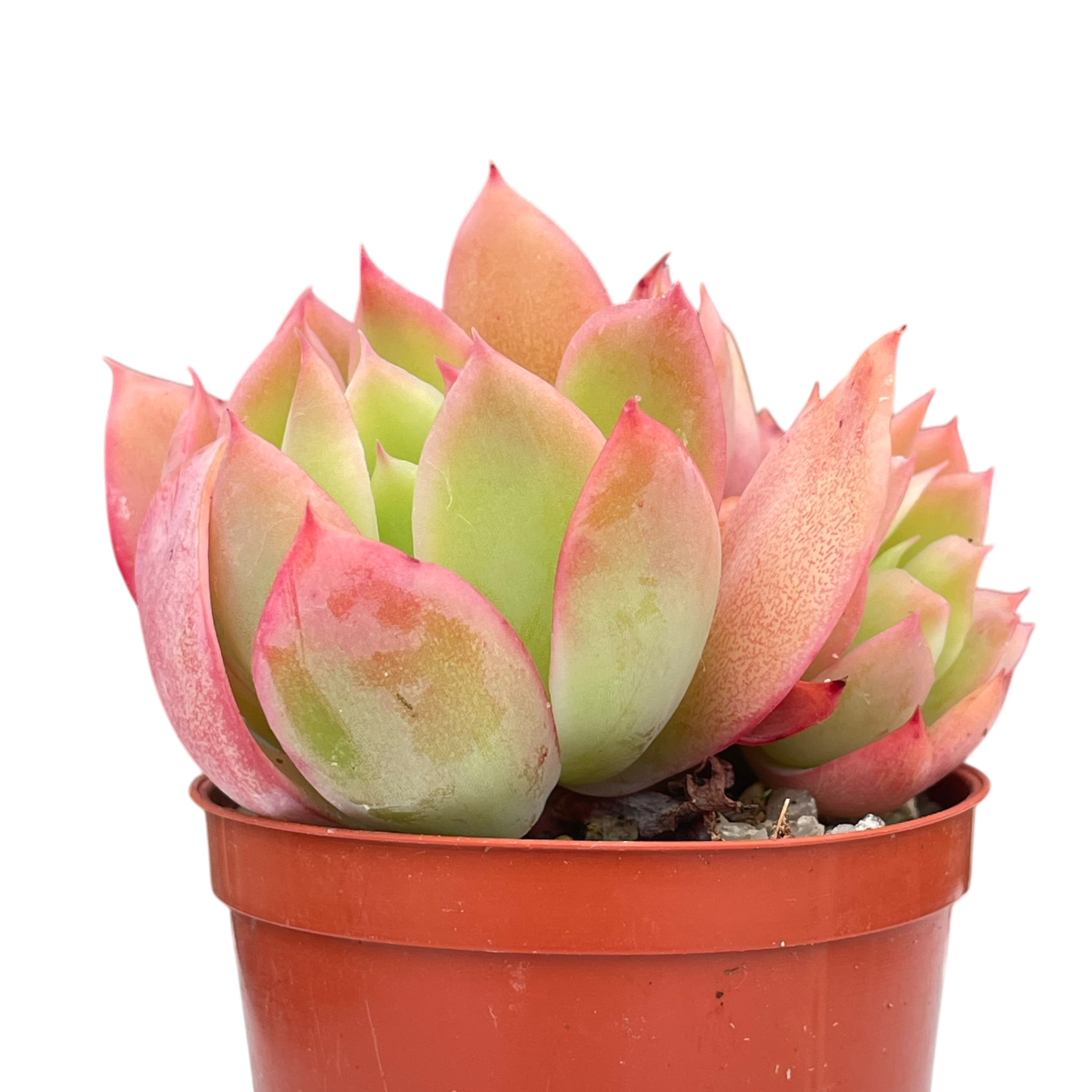 Echeveria 'Luella'