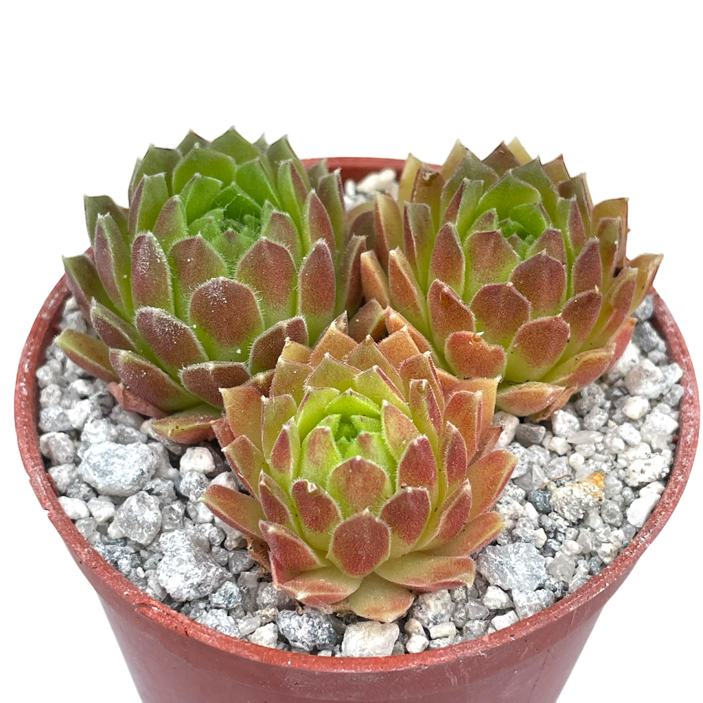 Sempervivum 'Frothy Coffee'