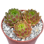 Sempervivum 'Frothy Coffee'