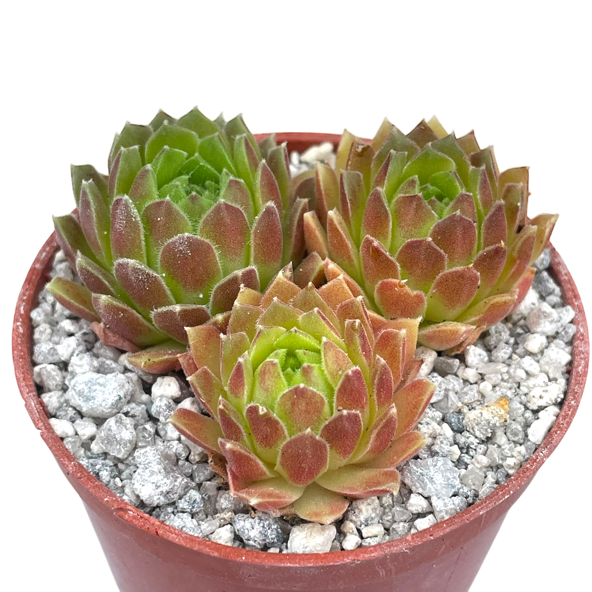 Sempervivum 'Frothy Coffee'