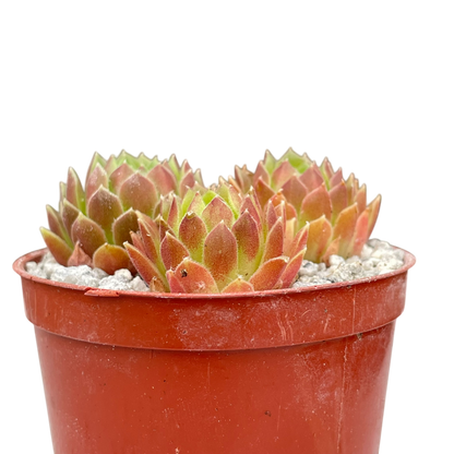 Sempervivum 'Frothy Coffee'