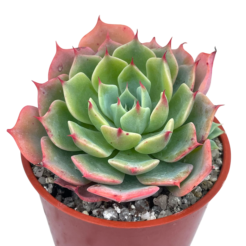 Echeveria brevifolia