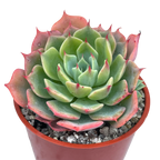 Echeveria brevifolia