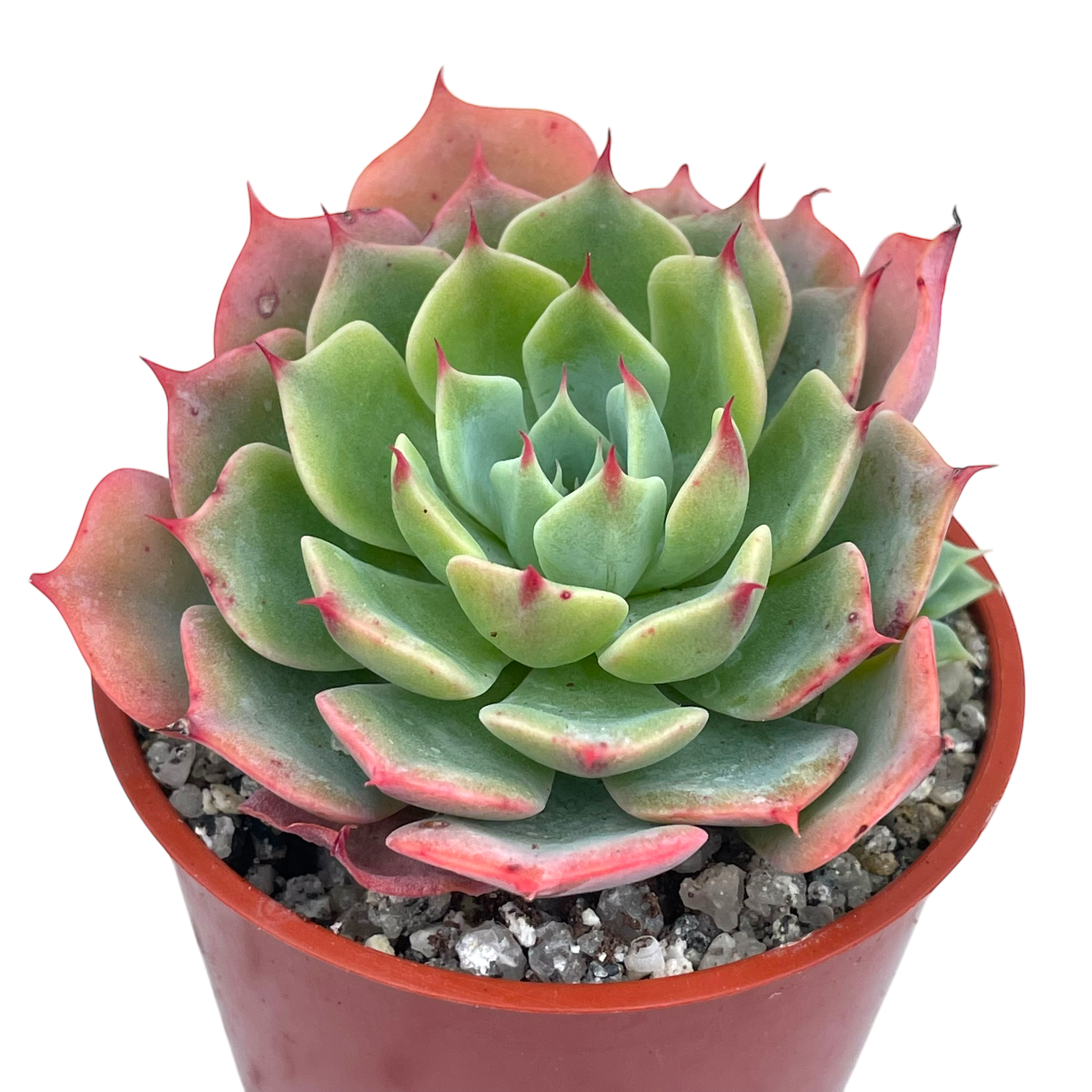 Echeveria brevifolia