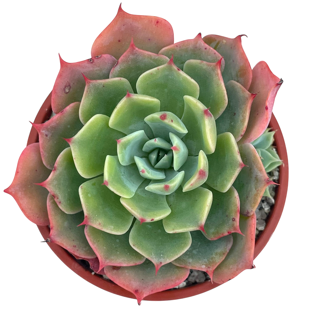 Echeveria brevifolia