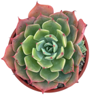 Echeveria brevifolia