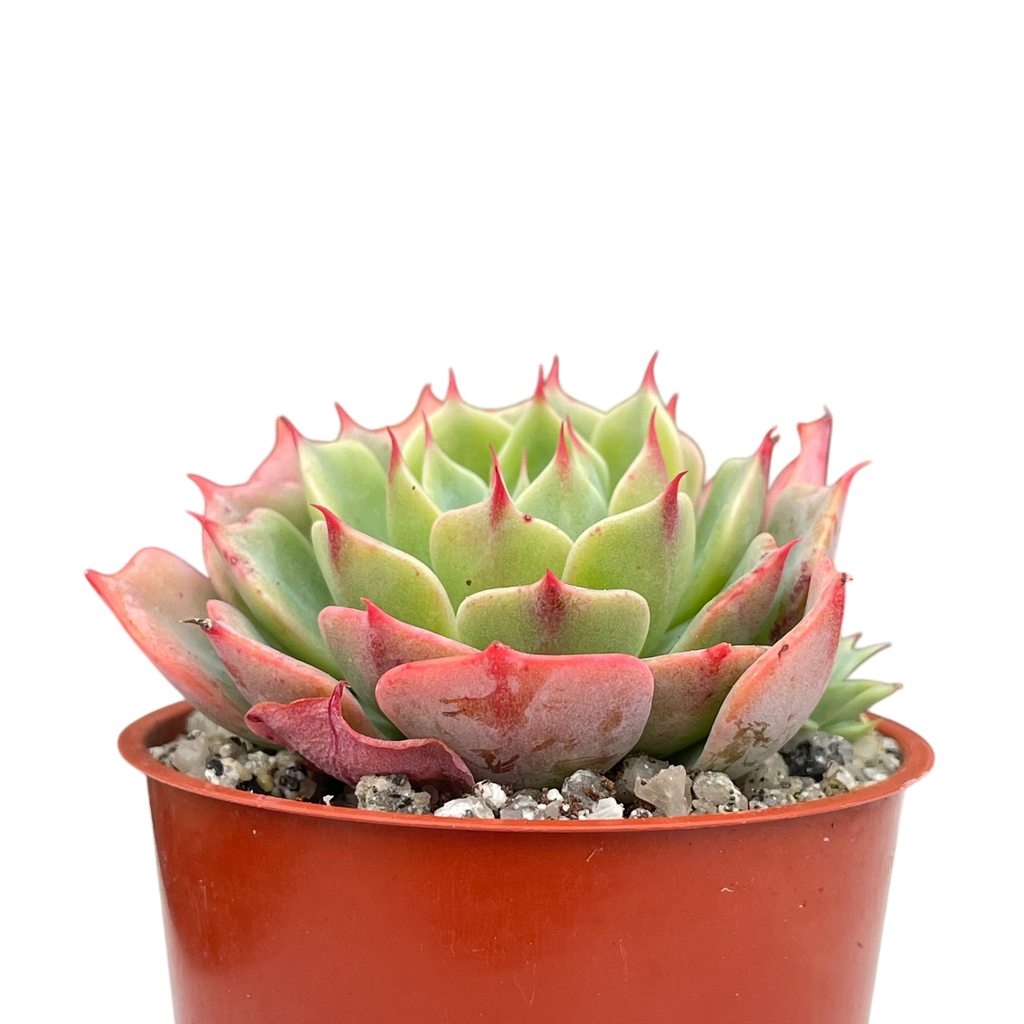 Echeveria brevifolia