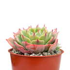 Echeveria brevifolia