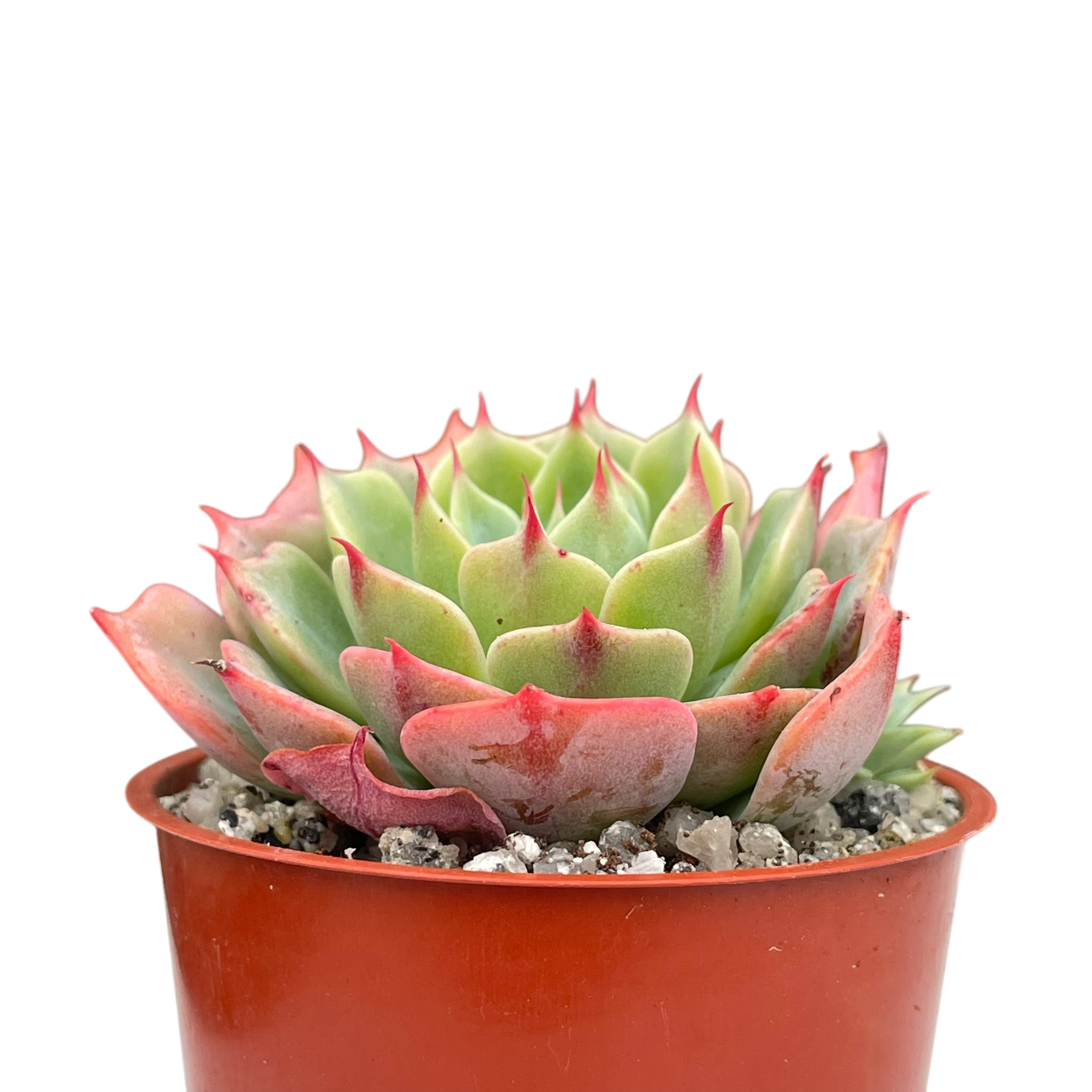 Echeveria brevifolia