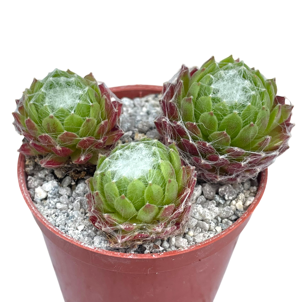 Sempervivum arachnoideum