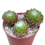 Sempervivum arachnoideum