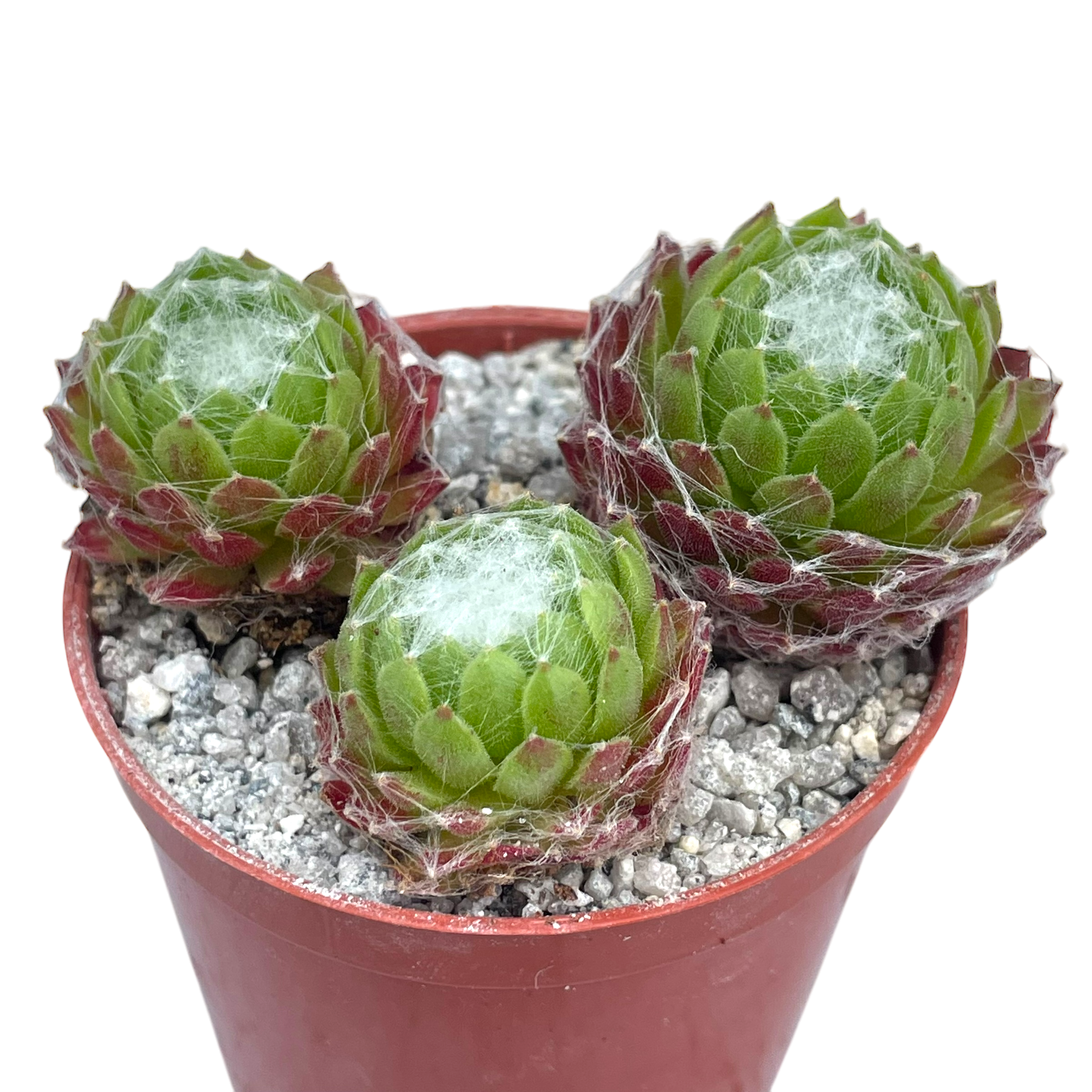 Sempervivum arachnoideum