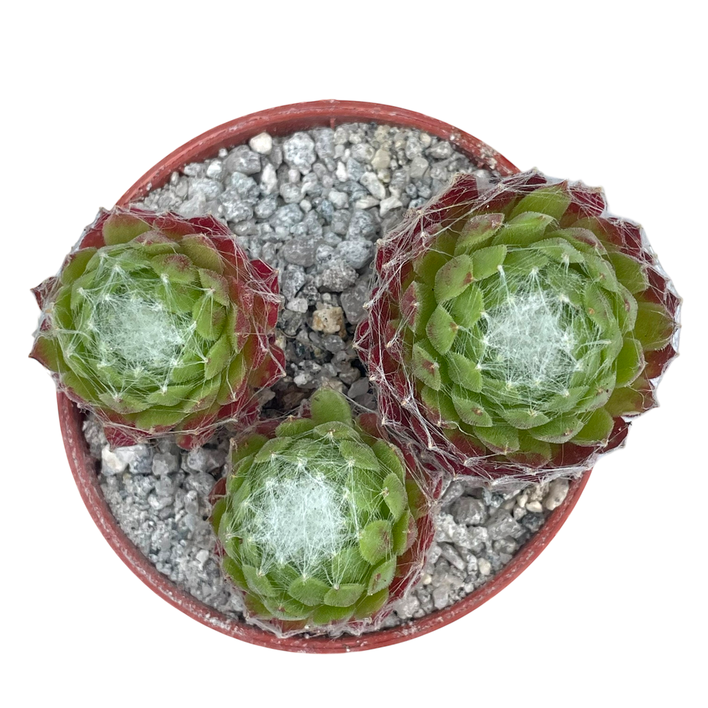 Sempervivum arachnoideum