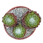 Sempervivum arachnoideum