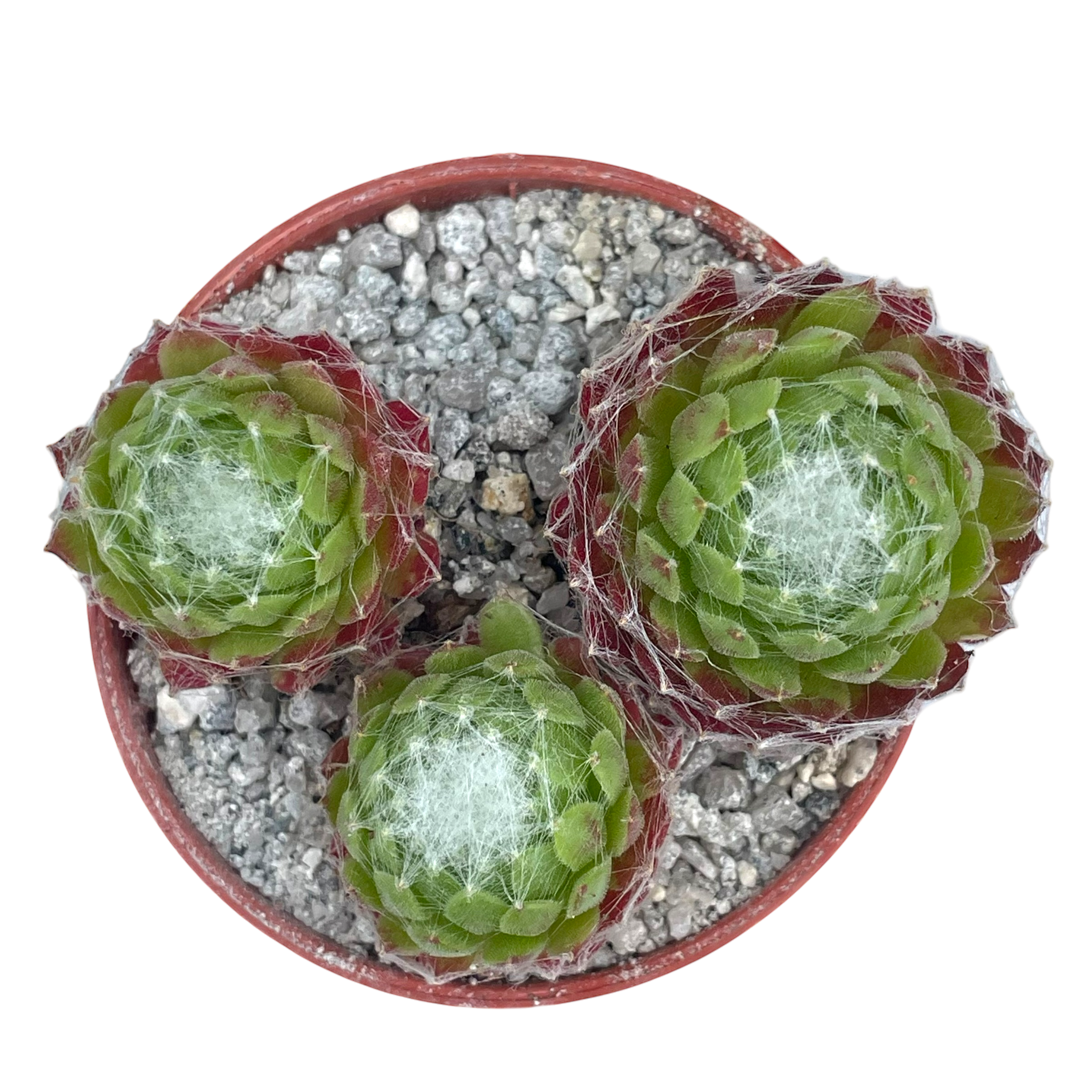 Sempervivum arachnoideum