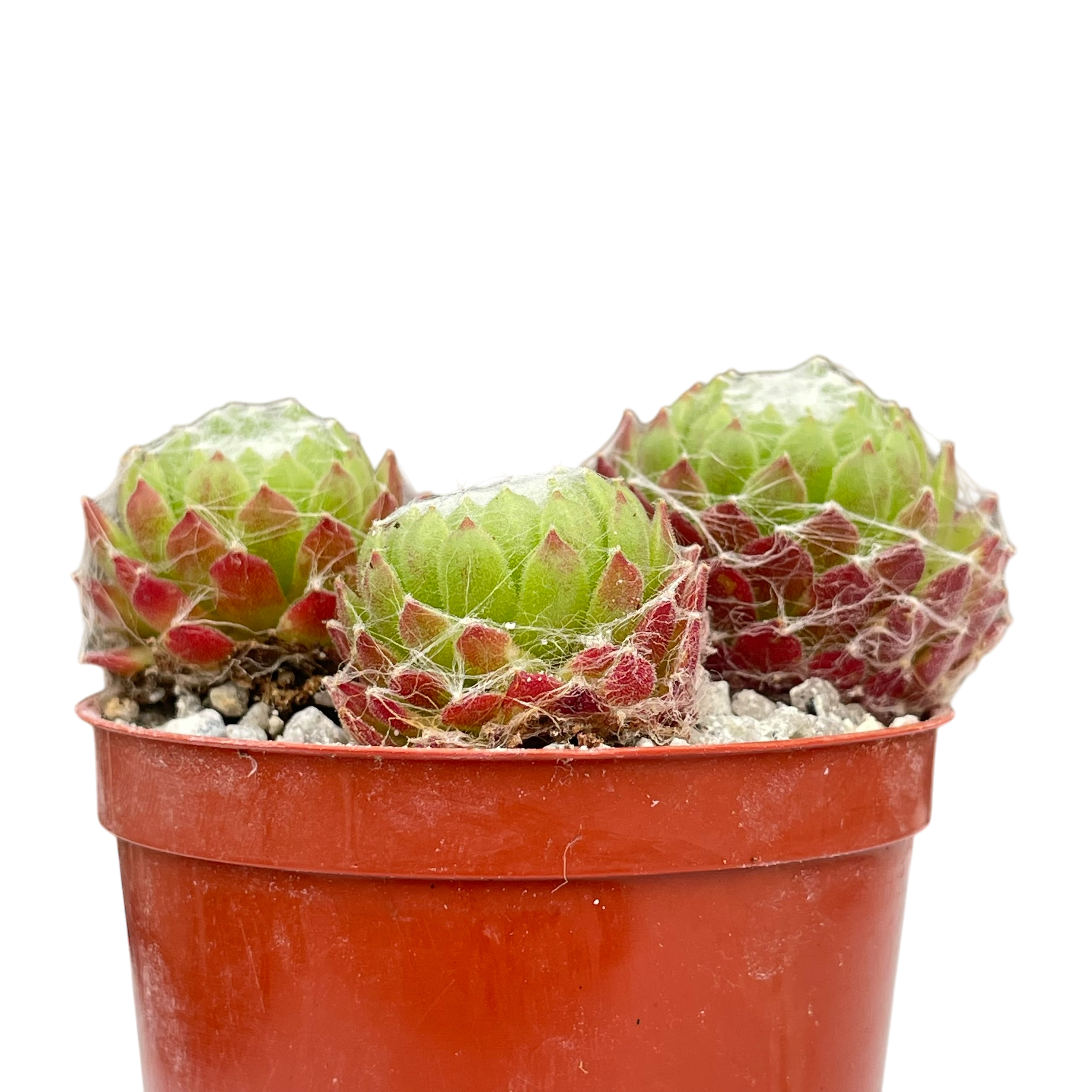succulent with webbing Sempervivum arachnoideum – Surreal Succulents
