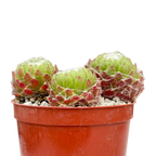 Sempervivum arachnoideum